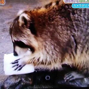 An animated GIF of a Raccoon with Cotton candy who drops it into water only to see it instantly disappear. The raccoon tries to grab it and looks for it after it's gone. This showcases how "Money" needs to be durable and last through unforeseen affects of nature.